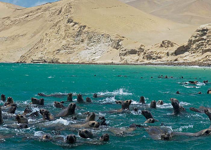 Tours in Paracas Nazca Private Car Full day